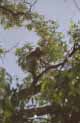 koala at Anakie Gorge, near Melbourne