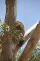 koala at Anakie Gorge, near Melbourne