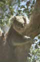 koala at Anakie Gorge, near Melbourne