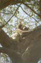 koala at Anakie Gorge, near Melbourne