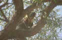 koala at Anakie Gorge, near Melbourne