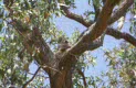 koala at Anakie Gorge, near Melbourne