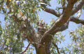 koala at Anakie Gorge, near Melbourne