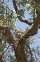 koala at Anakie Gorge, near Melbourne