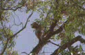 koala at Anakie Gorge, near Melbourne