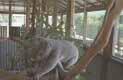 zoo koalas at the Australian Woolshed, north of Cairns
