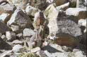 rock walliby at Cleland, Adelaide