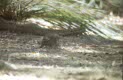 potoroo at Cleland, Adelaide
