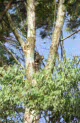 koalas at Cleland NP, near Adelaide