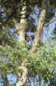 koalas at Cleland NP, near Adelaide, Australia