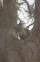 koala at Mt Eccles NP