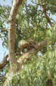 koala at Mt Eccles NP