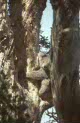 koalas at Lemon Tree Passage