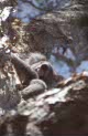 koalas at Lemon Tree Passage