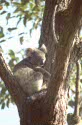 koalas at Lemon Tree Passage