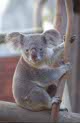 koala outside at Lisbon, Portugal