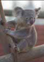koala outside at Lisbon, Portugal