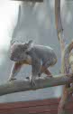 koala outside at Lisbon, Portugal