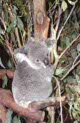 Lone Pine koala sanctuary, Brisbane