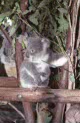 Lone Pine koala sanctuary, Brisbane
