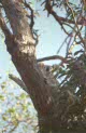 koalas at Magnetic island, Australia