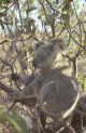 koalas at Magnetic island, Australia