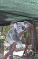 koala at Magnetic island, Australia