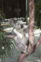 koala at Magnetic island, Australia