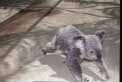 koala at Magnetic island, Australia