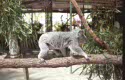 koala at Magnetic island, Australia