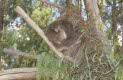 Devil Park & Koala gardens, Mole Creek, Tasmania