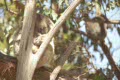 Devil Park & Koala gardens, Mole Creek, Tasmania