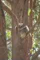 Devil Park & Koala gardens, Mole Creek, Tasmania