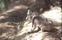 zoo koalas at Pioneer Plantation south of Kingscliff, Queensland