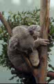 koala at Planckendael, Belgium