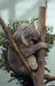 koala at Planckendael, Belgium