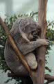 koala at Planckendael, Belgium