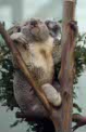 koala at Planckendael, Belgium