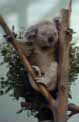 koala at Planckendael, Belgium