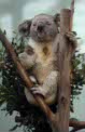 koala at Planckendael, Belgium