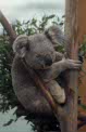 koala at Planckendael, Belgium