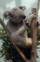 koala at Planckendael, Belgium
