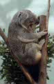 koala at Planckendael, Belgium