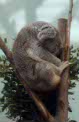 koala at Planckendael, Belgium