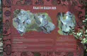 koala information at Planckendael, Belgium