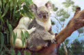 koala at San Diego, USA