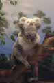 koala at San Diego, USA
