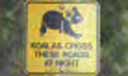 koala crossing