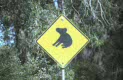 koala silhouet