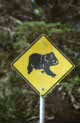 koala crawl